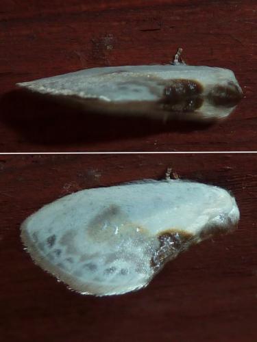 Réf. 190 581 : Cilix glaucata